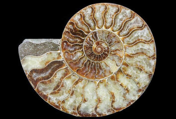 Cut Ammonite Fossil (Half) - Agatized #64943